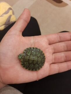 Черепаха(3,5 см в панцыре)