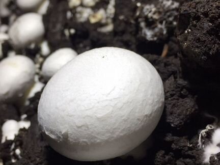 Производство грибов-шампиньонов