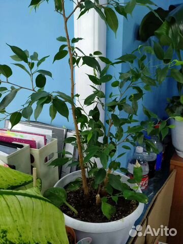 Фикус Бенджамина