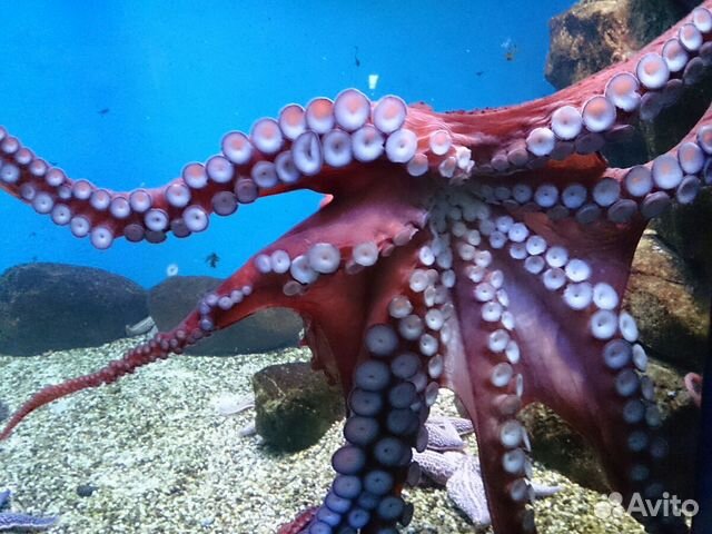 Москвариум билеты