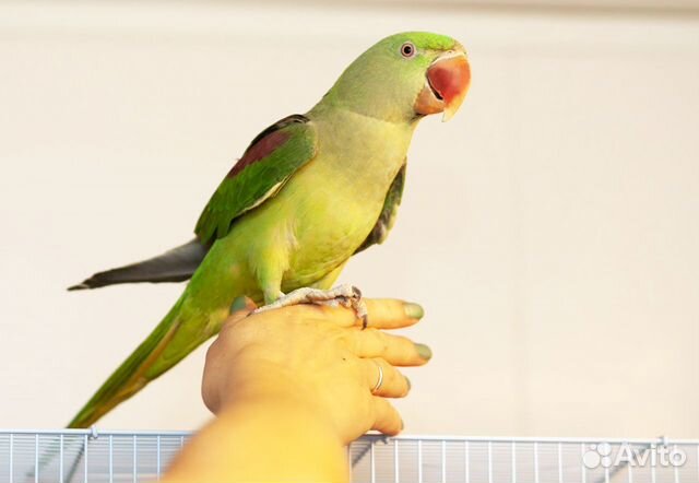 Александрийский, кольчатый попугай. Ручные птенцы