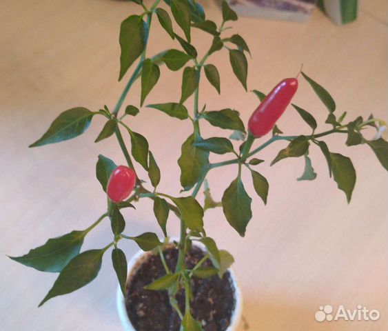 Перец комнатный острый многолетний (семена)