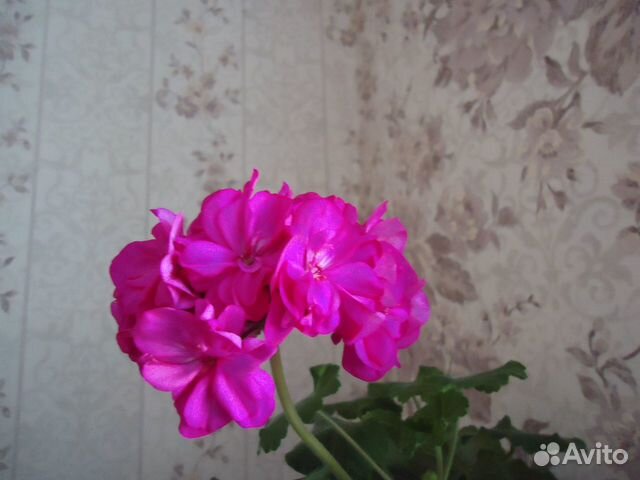 Пеларгония Bold Pixie