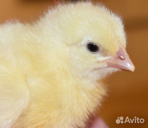 Цыплята бройлеры.Куры несушки.Петух.Утята.Муларды