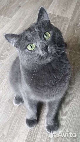 Зоогостиница (передержка животных)