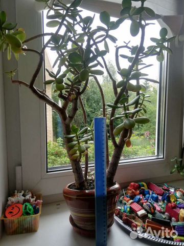 Толстянка, красула