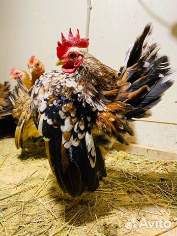 Аям серама малазийская