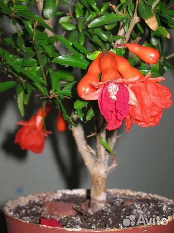 Комнатный карликовый гранат. Плодоносящий