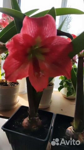 Гиппеаструм