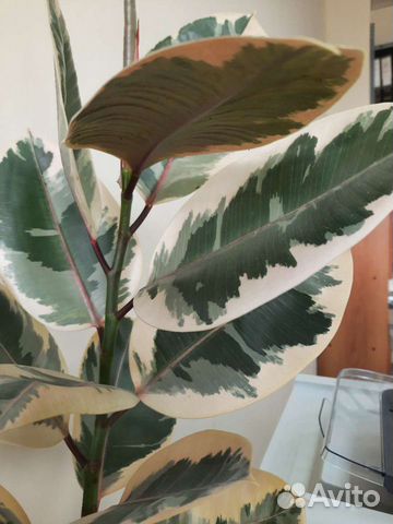 Продаётся Фикус Эластика