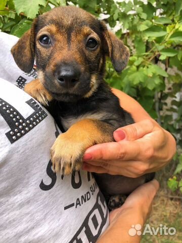 Потерялась собака симферополь. Взять щенка симферополь. Щенки дворняжки. Взять щенка симферополь. Собачий рынок в симферополе.