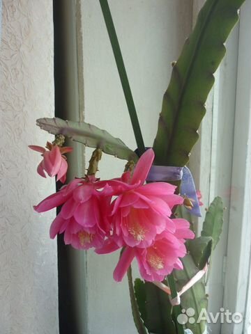 Комнатный цветок Эпифиллум филлантус