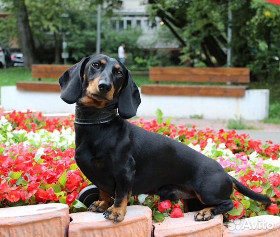 Такса миниатюрная. Вязка