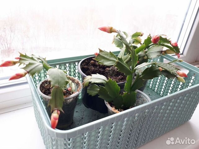 Декабрист красный жёлтый розовый оранжевый белый