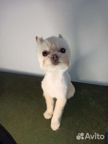 Стрижка собак