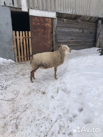 Баран на племя