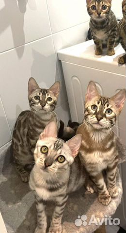 Бенгальские элитные котята с документами