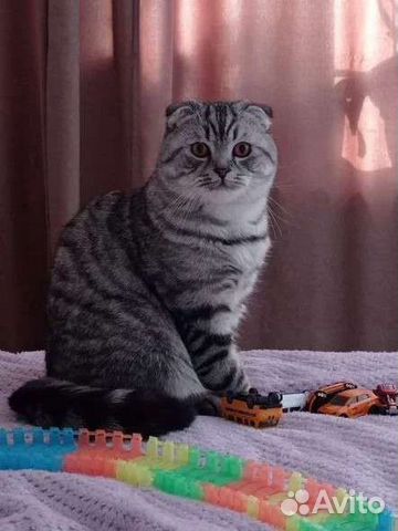 Вязка шотландский котик