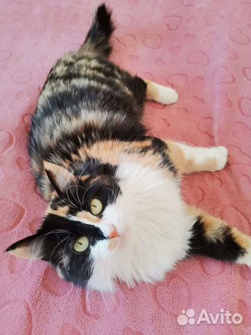 Котейка ищет дом