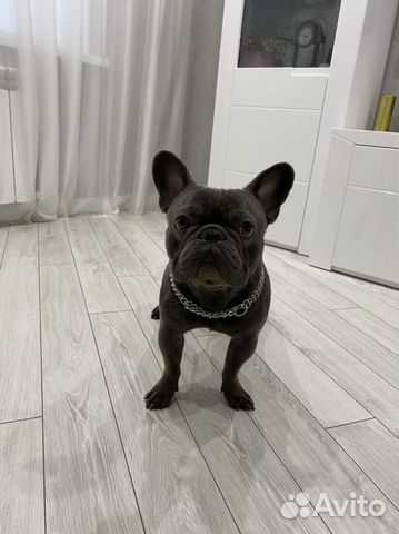 Вязка кобель