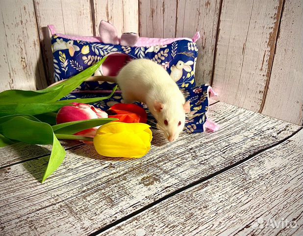 Гамаки, домики, лежанки для грызунов