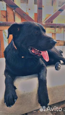 Лабрадор помесь умный год