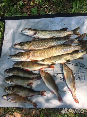 Сумка для рыбы рыбалки полностью герметична