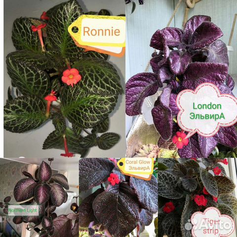 Эпишечки Цветы