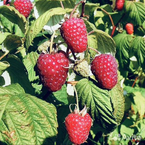 Малина ремонтантная