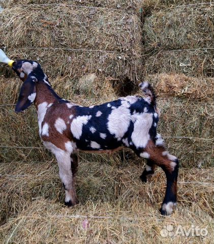 Молоко англо - нубийских коз