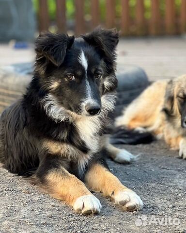 Небольшая собака, мальчик 1 год