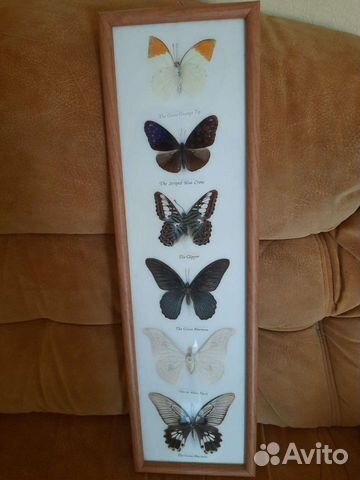 Бабочки в стекле