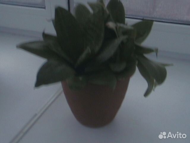 Сансевиерия, щучий хвост