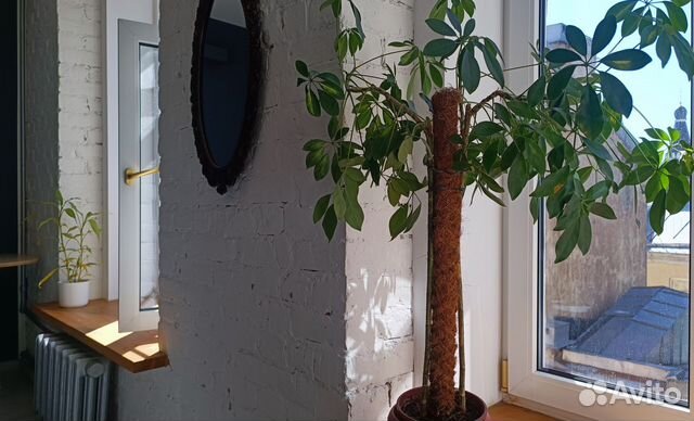

Квартира-студия, 23 м², 1 кровать