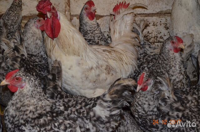 Инкубационное яйцо, цыплята, петушки купить на Зозу.ру - фотография № 2