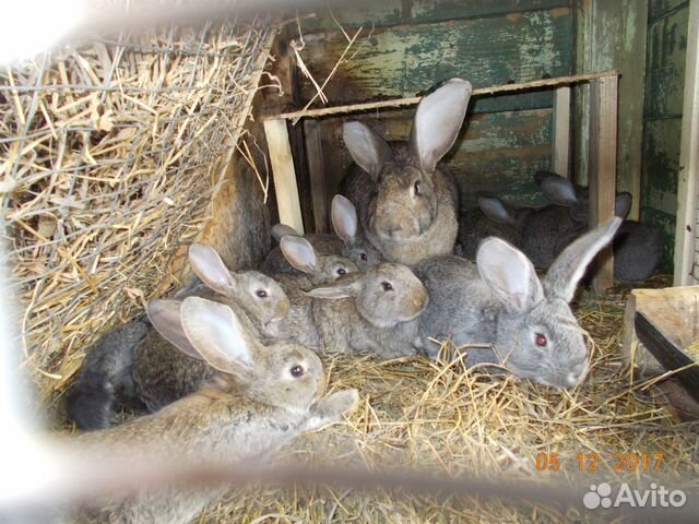 Кролики на племя и на мясо купить на Зозу.ру - фотография № 4