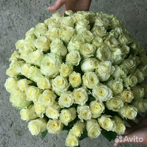 101 роза 50см, Вайт Найт, Доставка цветов