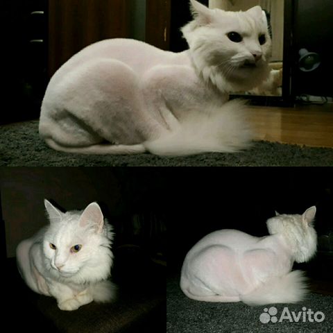 Стрижка собак и кошек