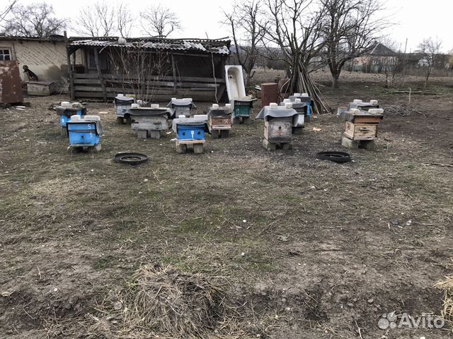 Пчёлы купить на Зозу.ру - фотография № 3