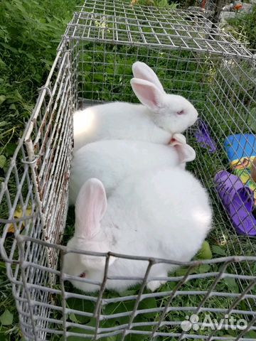 Новозеланские кролики купить на Зозу.ру - фотография № 1
