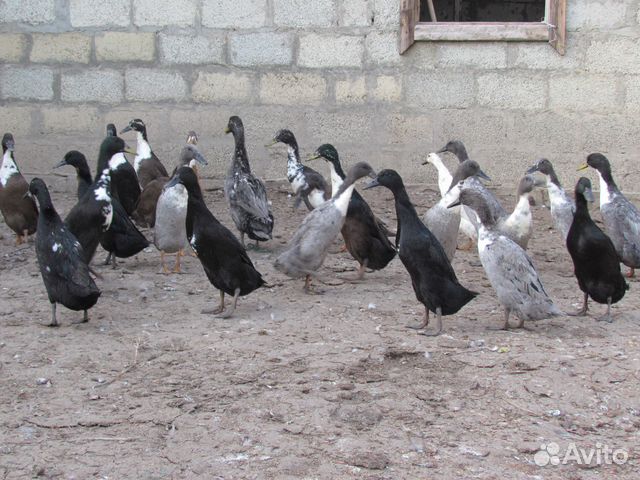 Индийские бегуны (бегунки) утки купить на Зозу.ру - фотография № 2