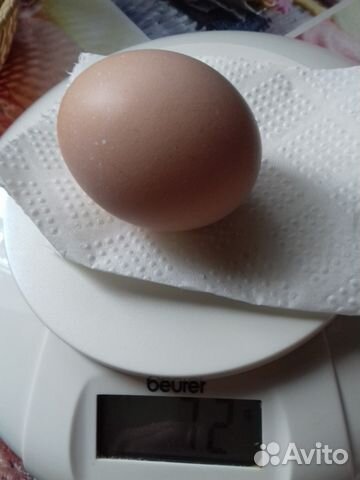 Яйцо инкубационное от домашних курочек купить на Зозу.ру - фотография № 6