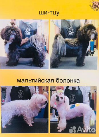 Стрижка собак и кошек