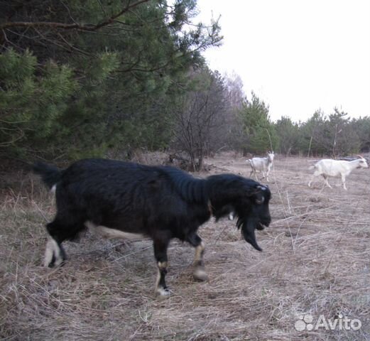 Альпийский козел на племя купить на Зозу.ру - фотография № 3
