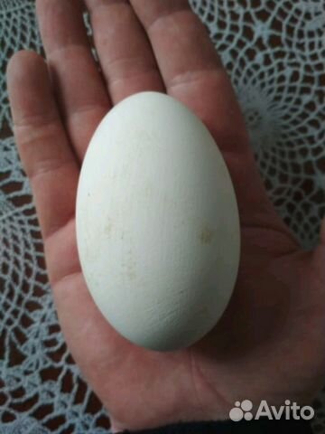Гусиные яйца инкубационный купить на Зозу.ру - фотография № 1
