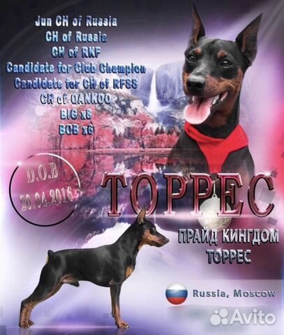 Вязка кобеля Цвергпинчера