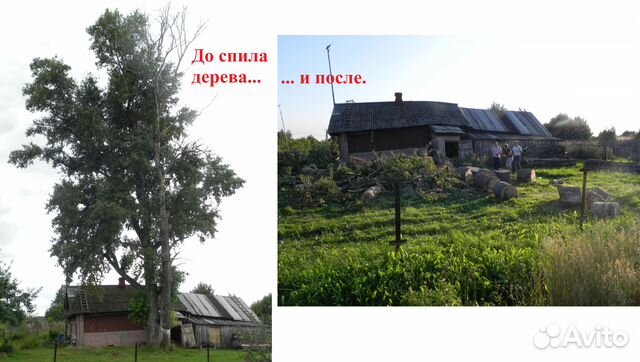 Спилить дерево, спил деревьев и кустов Спилить дерево, спил деревьев и кустов