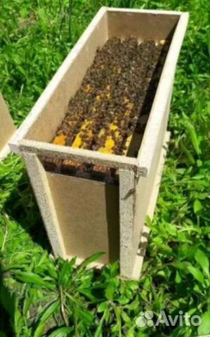 Продам пчелопакеты, семью пчел купить на Зозу.ру - фотография № 1