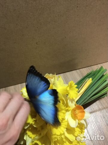 Живая бабочка