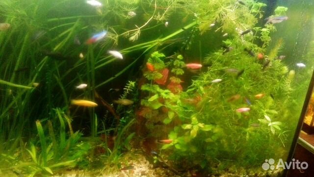 Растения и рыбки